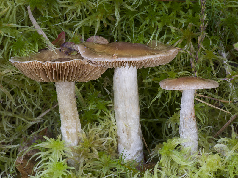 Cortinarius stillatitius